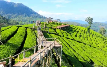 cintaholiday